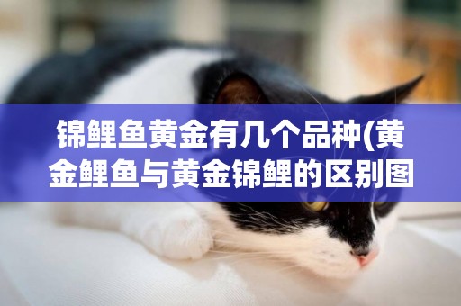 錦鯉魚黃金有幾個品種(黃金鯉魚與黃金錦鯉的區別圖片)