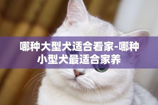 哪種大型犬適合看家-哪種小型犬最適合家養