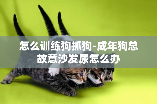怎么訓練狗抓狗-成年狗總故意沙發尿怎么辦