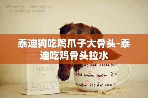 泰迪狗吃雞爪子大骨頭-泰迪吃雞骨頭拉水