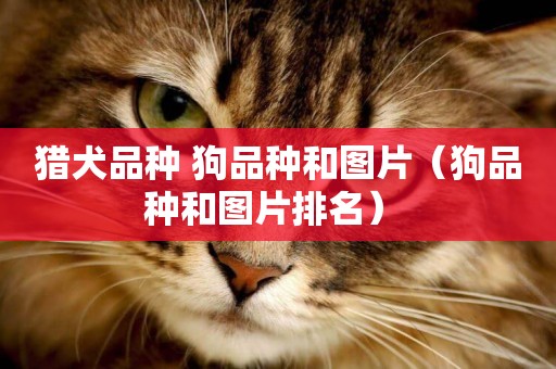 獵犬品種 狗品種和圖片（狗品種和圖片排名） 