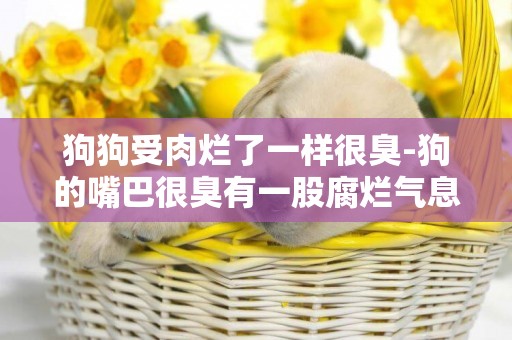 狗狗受肉爛了一樣很臭-狗的嘴巴很臭有一股腐爛氣息