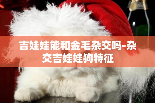 吉娃娃能和金毛雜交嗎-雜交吉娃娃狗特征