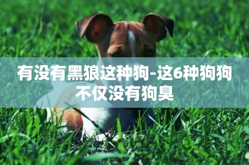 有沒有黑狼這種狗-這6種狗狗不僅沒有狗臭