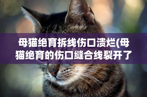 母貓絕育拆線傷口潰爛(母貓絕育的傷口縫合線裂開了)