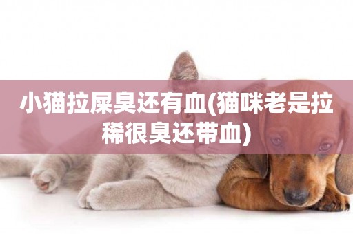 小貓拉屎臭還有血(貓咪老是拉稀很臭還帶血)