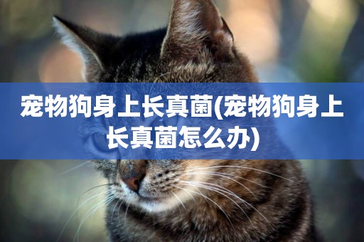 寵物狗身上長真菌(寵物狗身上長真菌怎么辦)
