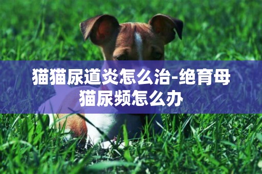 貓貓尿道炎怎么治-絕育母貓尿頻怎么辦