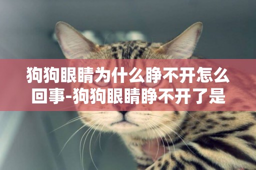 狗狗眼睛為什么睜不開怎么回事-狗狗眼睛睜不開了是怎么回事