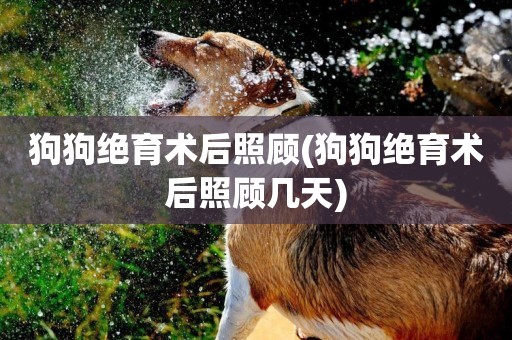 狗狗絕育術后照顧(狗狗絕育術后照顧幾天)