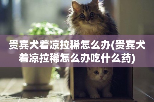 貴賓犬著涼拉稀怎么辦(貴賓犬著涼拉稀怎么辦吃什么藥)