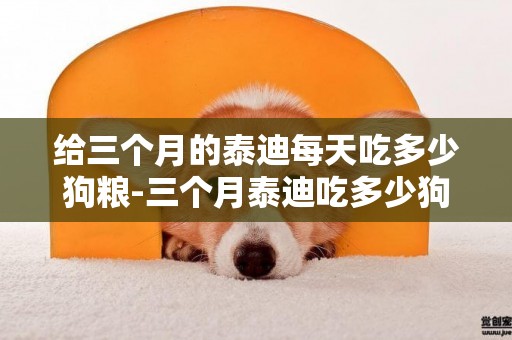 給三個月的泰迪每天吃多少狗糧-三個月泰迪吃多少狗糧合適
