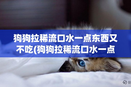 狗狗拉稀流口水一點東西又不吃(狗狗拉稀流口水一點東西又不吃怎么辦)