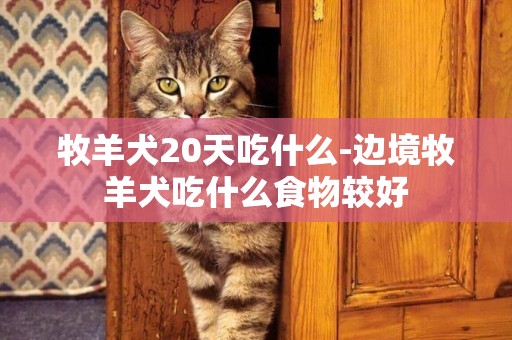 牧羊犬20天吃什么-邊境牧羊犬吃什么食物較好