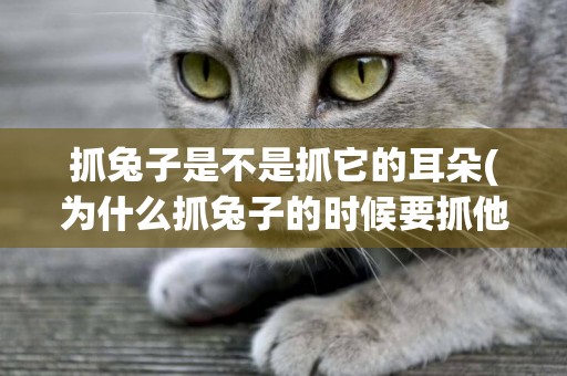 抓兔子是不是抓它的耳朵(為什么抓兔子的時候要抓他的耳朵)