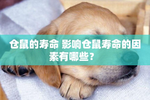 倉鼠的壽命 影響倉鼠壽命的因素有哪些？ 