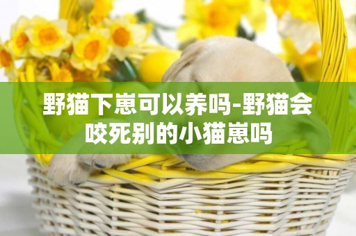 野貓下崽可以養嗎-野貓會咬死別的小貓崽嗎