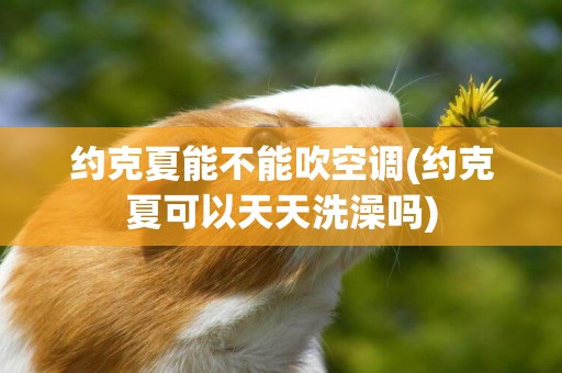 約克夏能不能吹空調(約克夏可以天天洗澡嗎)