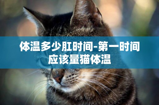 體溫多少肛時間-第一時間應該量貓體溫