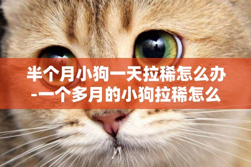 半個月小狗一天拉稀怎么辦-一個多月的小狗拉稀怎么辦