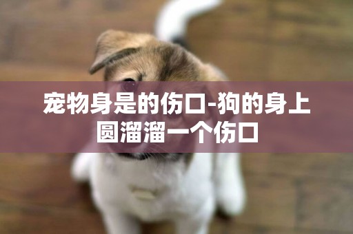 寵物身是的傷口-狗的身上圓溜溜一個傷口
