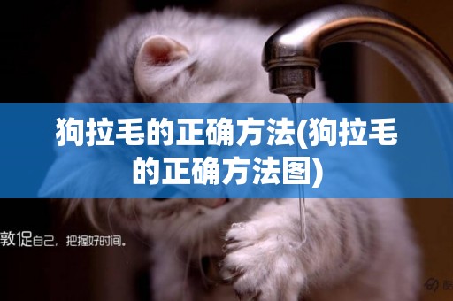 狗拉毛的正確方法(狗拉毛的正確方法圖)