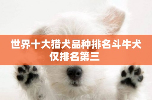 世界十大獵犬品種排名斗牛犬僅排名第三 