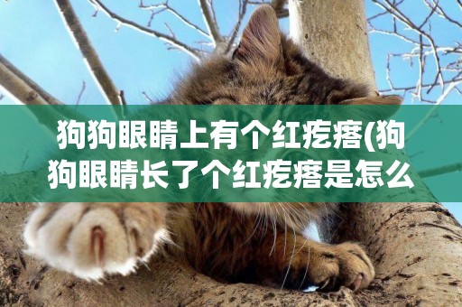 狗狗眼睛上有個紅疙瘩(狗狗眼睛長了個紅疙瘩是怎么回事)