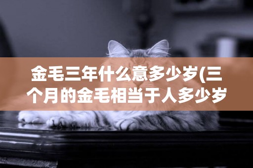 金毛三年什么意多少歲(三個月的金毛相當于人多少歲)