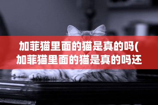 加菲貓里面的貓是真的嗎(加菲貓里面的貓是真的嗎還是假的)