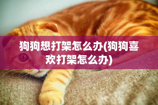 狗狗想打架怎么辦(狗狗喜歡打架怎么辦)