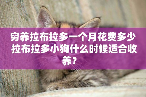 窮養拉布拉多一個月花費多少 拉布拉多小狗什么時候適合收養？ 