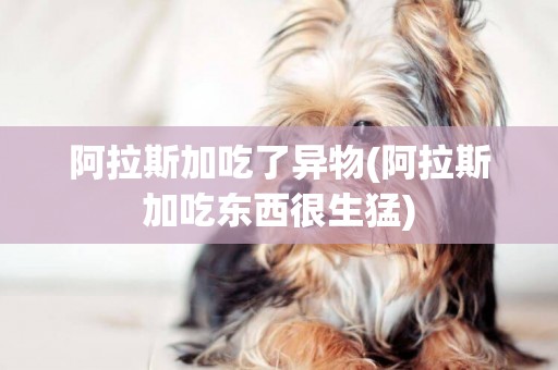 阿拉斯加吃了異物(阿拉斯加吃東西很生猛)