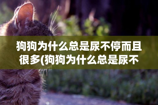 狗狗為什么總是尿不停而且很多(狗狗為什么總是尿不停而且很多血)