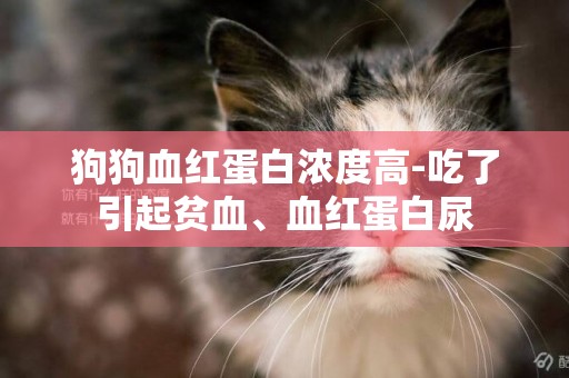 狗狗血紅蛋白濃度高-吃了引起貧血、血紅蛋白尿