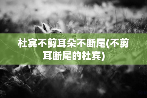 杜賓不剪耳朵不斷尾(不剪耳斷尾的杜賓)