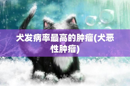 犬發病率最高的腫瘤(犬惡性腫瘤)