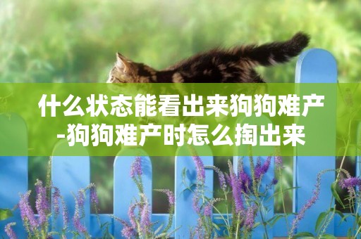 什么狀態能看出來狗狗難產-狗狗難產時怎么掏出來