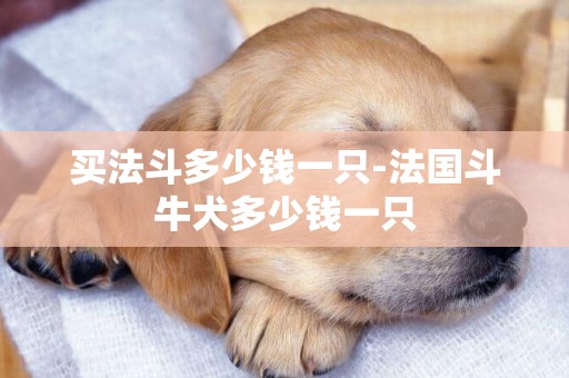 買法斗多少錢一只-法國斗牛犬多少錢一只