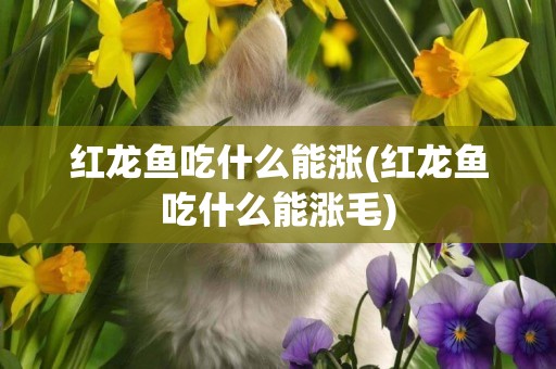 紅龍魚吃什么能漲(紅龍魚吃什么能漲毛)
