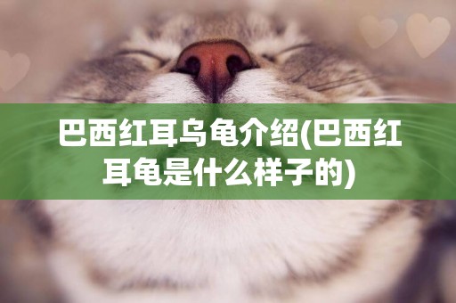 巴西紅耳烏龜介紹(巴西紅耳龜是什么樣子的)