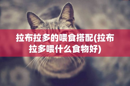 拉布拉多的喂食搭配(拉布拉多喂什么食物好)