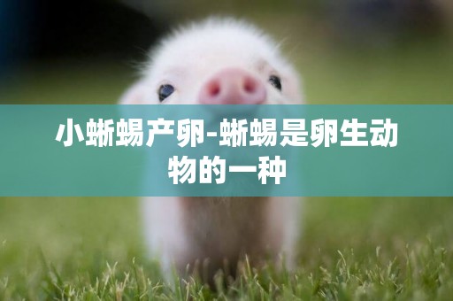 小蜥蜴產卵-蜥蜴是卵生動物的一種