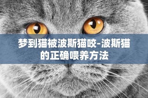 夢到貓被波斯貓咬-波斯貓的正確喂養方法