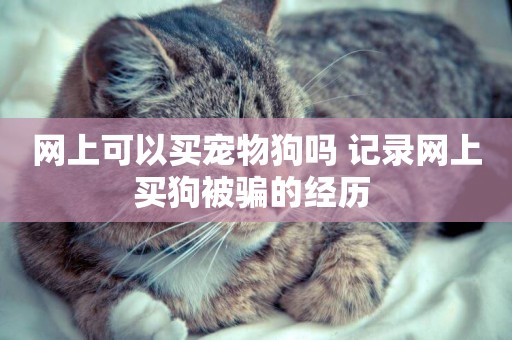 網上可以買寵物狗嗎 記錄網上買狗被騙的經歷 