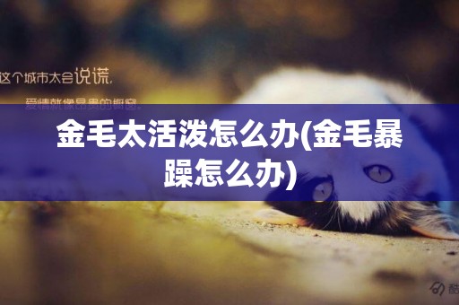 金毛太活潑怎么辦(金毛暴躁怎么辦)