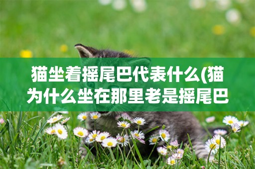 貓坐著搖尾巴代表什么(貓為什么坐在那里老是搖尾巴)