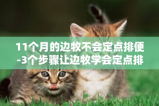 11個月的邊牧不會定點排便-3個步驟讓邊牧學會定點排便