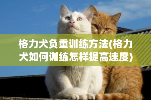 格力犬負重訓練方法(格力犬如何訓練怎樣提高速度)