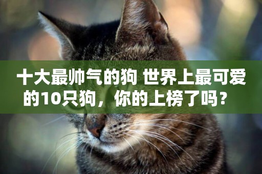 十大最帥氣的狗 世界上最可愛的10只狗，你的上榜了嗎？ 